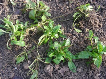 SCROPHULARIA NODOSA (1)