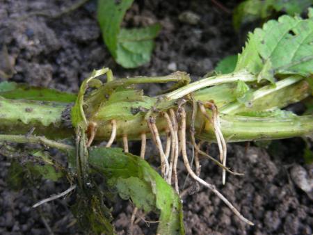 SCROPHULARIA NODOSA (2)