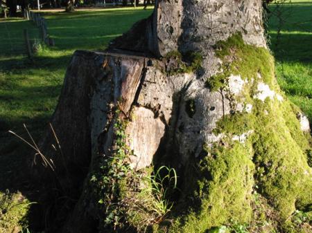 LA VIE SE NOURRIT DE LA  MORT
