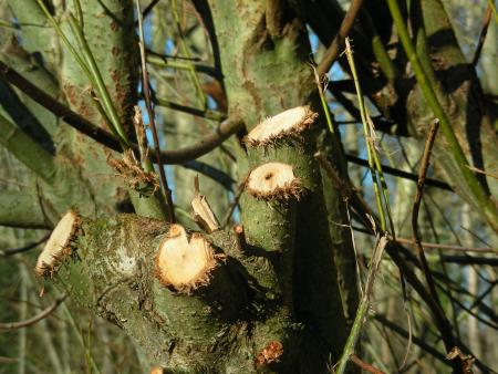 SALIX : PREMIER   ELAGAGE