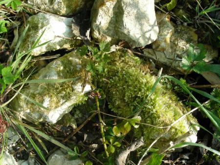 HIVER DOUX  : PAS DE GELIFRACTION