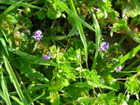 GLECHOMA HEDERACEA