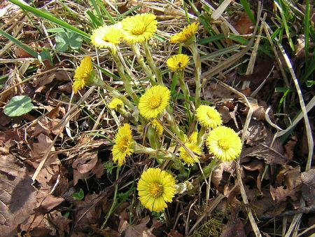 TUSSILAGO FARFARA
