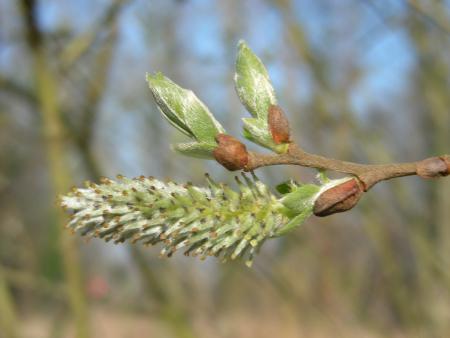SALIX FEMELLE