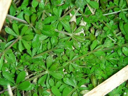 GALIUM  APARINE