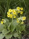 PRIMULA  ELATIOR