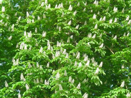 AESCULUS HIPPOCASTANUM