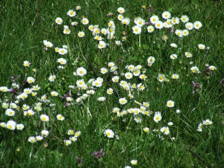 BELLIS PERENNIS
