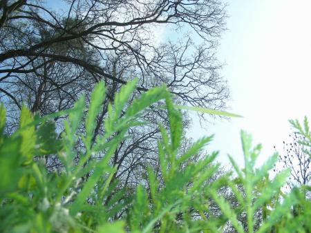 TANACETUM  SOUS PLATANUS