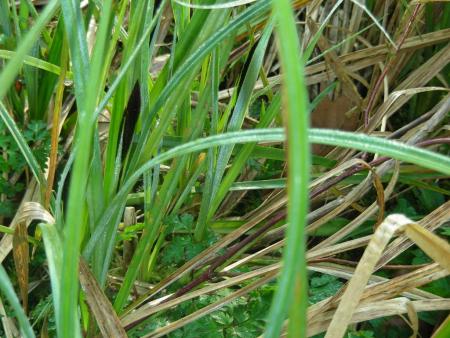CAREX sp.