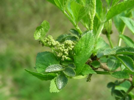 SAMBUCUS NIGRA