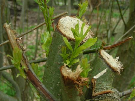 SALIX  ...2 MOIS APRES L'ELAGAGE