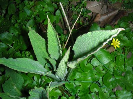 SYMPHYTUM et FICARIA