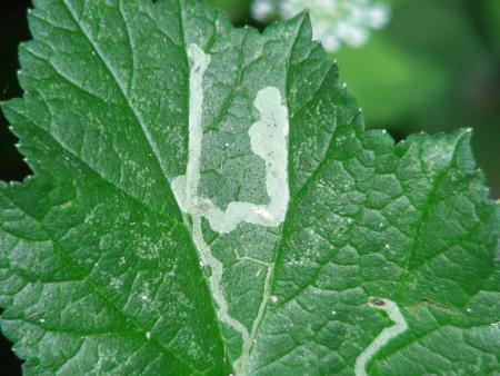 HERACLEUM  SPHONDYLIUM MINEE