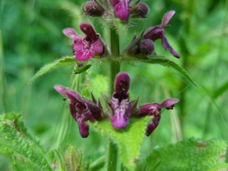 STACHYS SYLVATICA