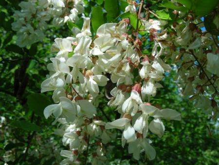 ROBINIA  PSEUDACACIA