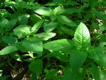 GALEOPSIS TETRAHIT  ?