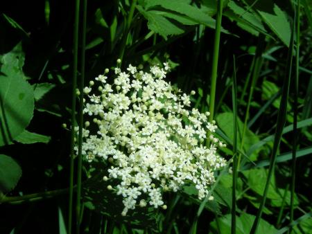 SAMBUCUS NIGRA