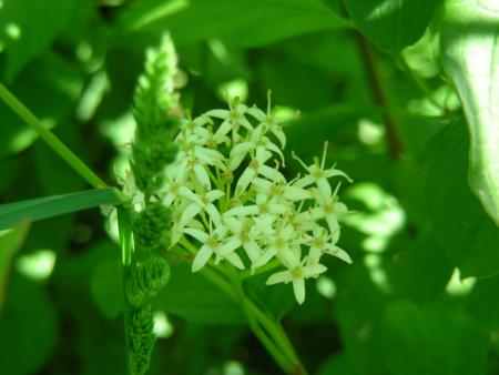 CORNUS SANGUINEA