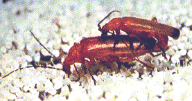 CANTHARIS