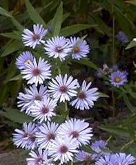 ASTER NOVI-BELGII ou SALIGNUS ?