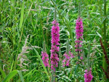LYTHRUM SALICARIA