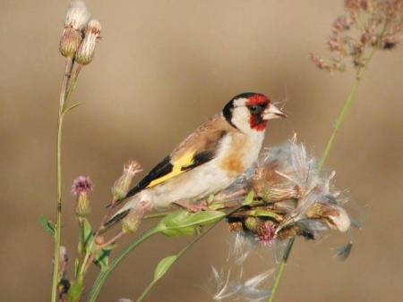 CARDUELIS CARDUELIS