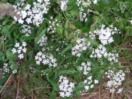 ANTHRISCUS SYLVESTRIS