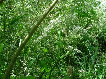 HERACHLEUM  SPHONDYLIUM