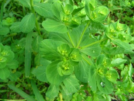EUPHORBIA  HELIOSCOPIA