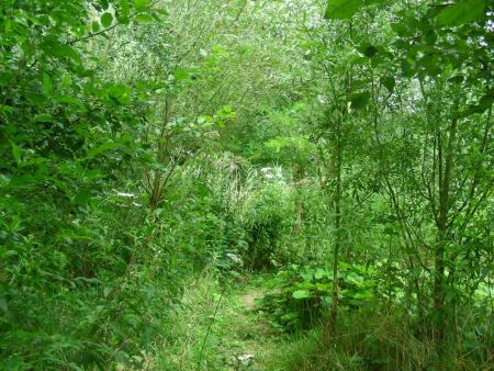 EVOLUTION  DU  JARDIN