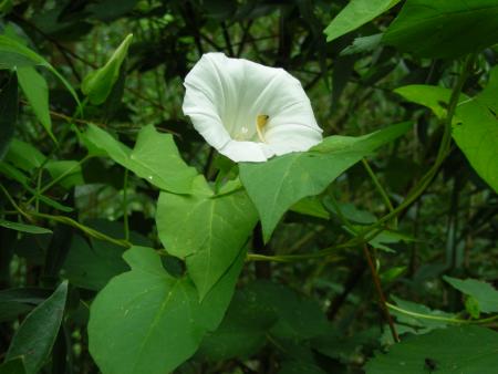CONVOLVULUS SEPIUM