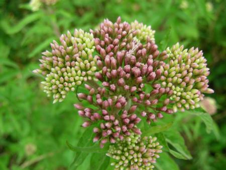 EUPATORIUM CANNABINUM
