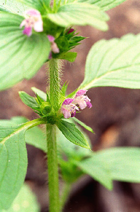 GALEOPSIS TETRAHIT