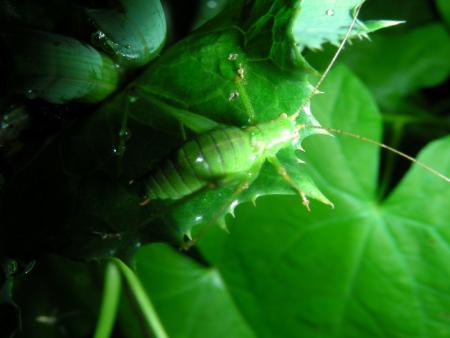 LEPTOPHYES PUNCTATISSIMA (2)