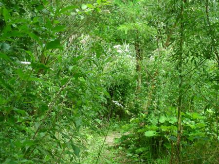 QUESTIONS  .............A PROPOS DU JARDIN SAUVAGE