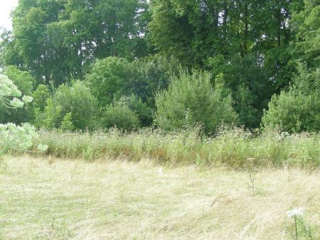 ZERO  LEGUMINEUSES  HERBACEES