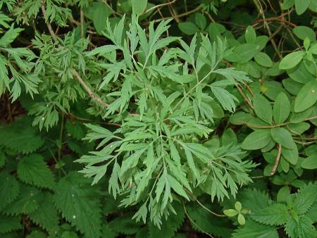 SAMBUCUS NIGRA   var. LACINIATA