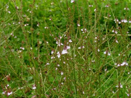 VERBENA OFFICINALIS