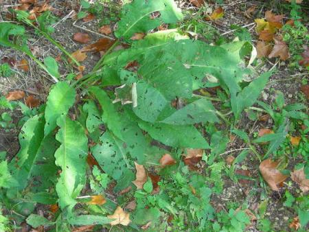 SYMPHYTUM OFFICINALE